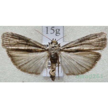 Phycita roborella (Denis & Schiffermüller, 1775) Czech15g